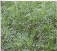 アルテメシア　サザンウッド　