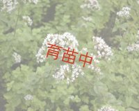 オレガノ　グリークホワイト　