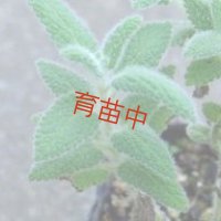 キャットミント　ラベンダー　