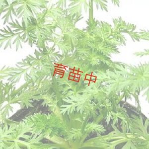 画像1: キャラウェイ　