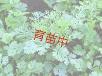 コリアンダー　