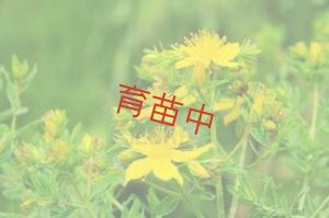 画像2: セントジョンズワート　