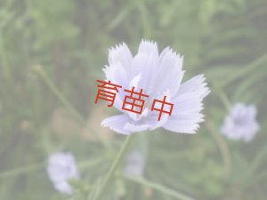 画像2: チコリ　