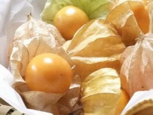 画像2: 食用ホオズキ　