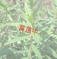 タラゴン　フレンチ　