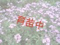 ソープワート　トレーリング　