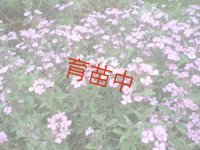 ソープワート　トレーリング　