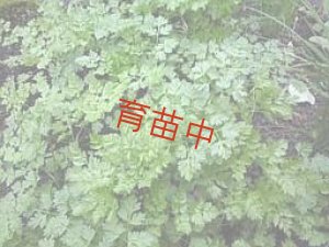画像1: チャービル　