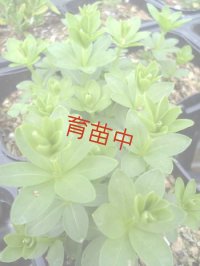 スィートウッドラフ　