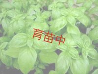 バジル　スィート　