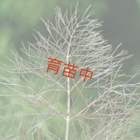 フェンネル　ブロンズ　