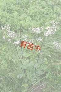 バレリアン　
