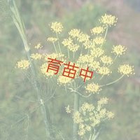 フェンネル　スィート