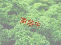 パセリ　モスカールド　
