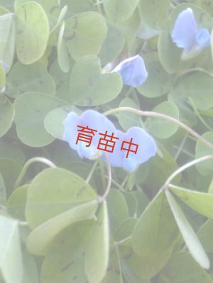 画像2: ブルークローバー　