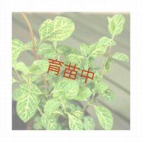 ハニーサックル　ゴールデン　