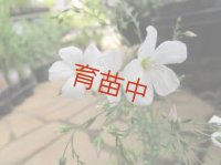 フラックス　ペレニアル　ホワイト