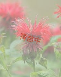 ベルガモット　レッド
