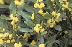 画像1: 月桂樹