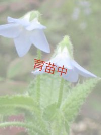 ボリジ　クリーピング　
