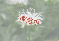 ベルガモット　ホワイト