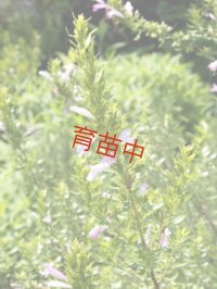 メキシカンオレガノ　ポリオミンタ　