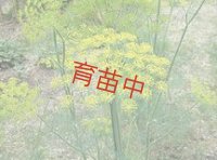 ディル　