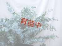 ユーカリ　銀世界　