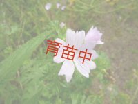 マロウ　ムスク　ピンク