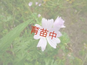 画像1: マロウ　ムスク　ピンク