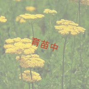 画像1: ヤロウ　イエロー