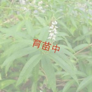 画像1: レモンバーベナ　