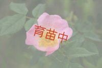 ローズ　スィートブライアー　