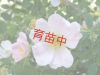 ローズ　ドッグ　