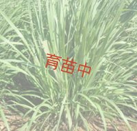 レモングラス　