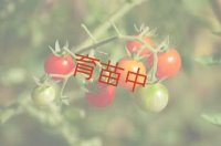 トマト　ワイルド　