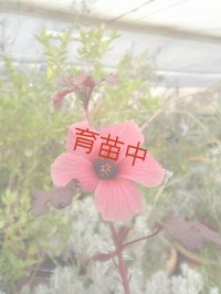 ローゼル　レッド　