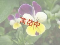 ワイルドパンジー　ハーツィーズ　