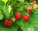 ワイルドストロベリー　