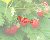 ワイルドストロベリー　