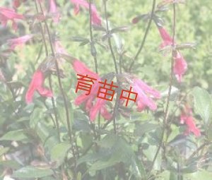 画像1: セージ　ブキャナニー 　
