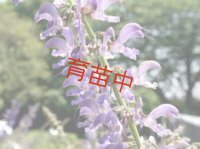 セージ　タンジン　