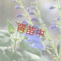 セージ　カカリア　