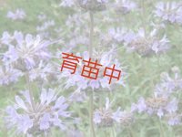 セージ　クレベランド　
