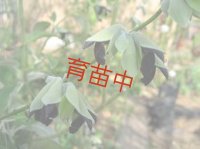 セージ　ディスコロール　