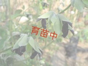 画像1: セージ　ディスコロール　