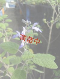 セージ　グレープセンテッド　