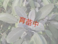 セージ　パープル　