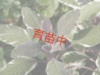 セージ　トリカラー　