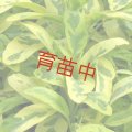 セージ　ゴールデン　